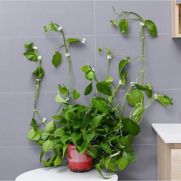 3 in 1 Plant Climbing Clips (30 Pcs)